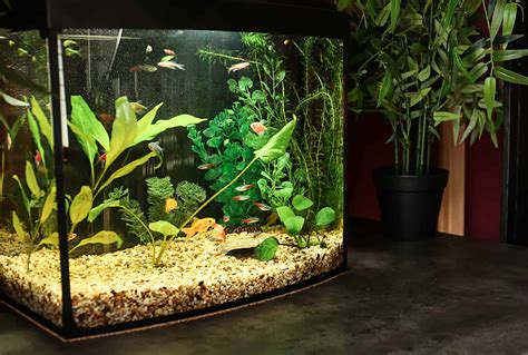 10 gallon aquarium fish ideas|10 gallon aquarium stocking ideas.